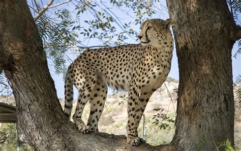 cheetah   tree  wallpaper animal wallpapers