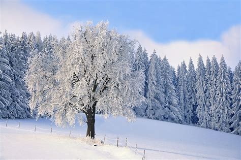 fotos von natur winter schnee baeume
