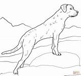 Labrador Chesapeake Jagdhund Kolorowanka Ausmalbild Supercoloring Getdrawings Retrievers Perro sketch template