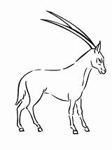 Oryx Coloring Springbok Antelope Pages Clipart Drawing Printable Kids Animals Designlooter Categories Getcolorings 2000px 46kb 1500 Saiga sketch template