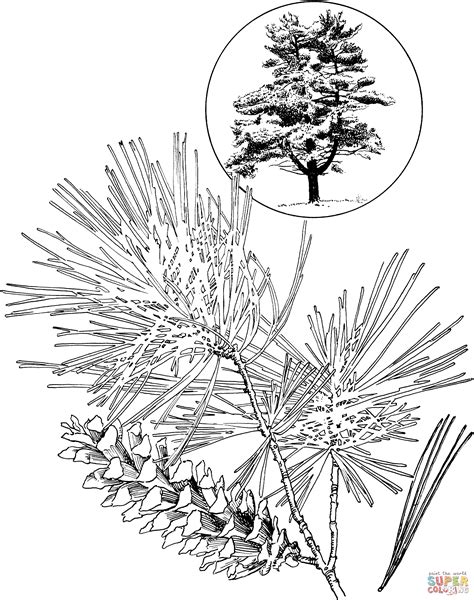 pine tree coloring page coloring home