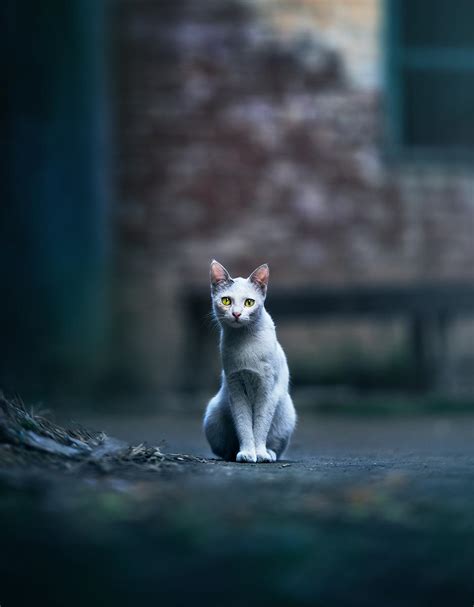 itap   street cat posing   ritookapicture