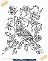 Vogel Colorear Donner Ailes Marica Difficile Perroquet Chispis Thérapie Coloriages Adulte Livres Published Prosite sketch template