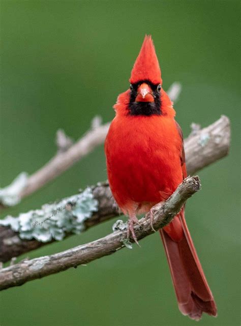 pin  pam vickie smith  cardinals animals cardinals bird