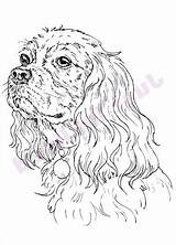 Cavalier Spaniel Hond Tekeningen Zoeken sketch template