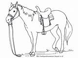 Mewarnai Kuda Anak Mewarna Paud Tk Haiwan Poni Aneka Hitam Binatang Menggambar Himpunan Poster Pelajaran Hewan Terbesar Kereta Buah Buahan sketch template