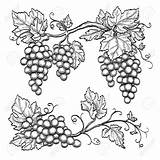 Grape Uva Weinrebe Grapes Branches Trauben Grapevine Zeichnen Weinranken Raisin Grappe Vineyard Colore Weinkarte Ausmalen Rami Gekritzel Vettore Weiß Elemento sketch template