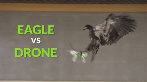 eagle  drone dutch police  training birds  prey    illegal drones