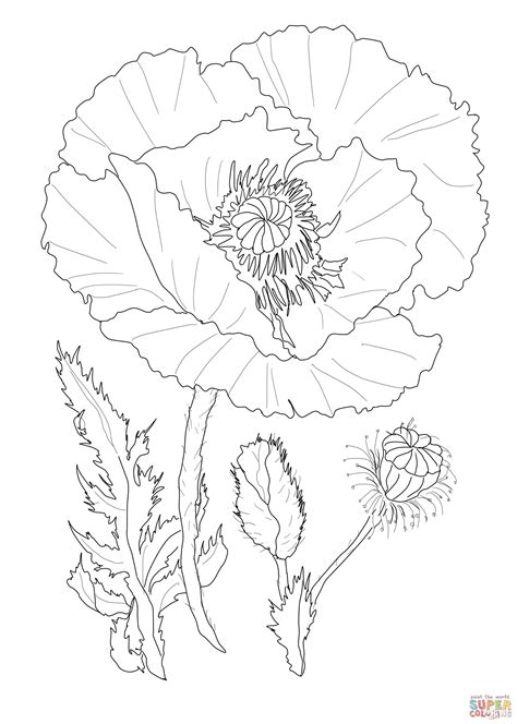 poppy flower coloring page  printable coloring pages