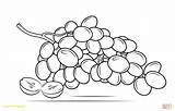 Grapes Coloring Raisins Drawing Printable Pages Bunch Grape Clipart Line Drawings Color Some Fundamentals Vine sketch template