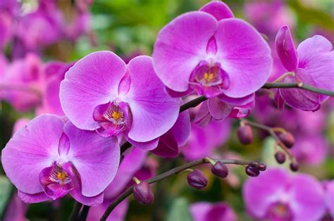 Desktop Wallpapers Orchid Pink Color Flowers Closeup