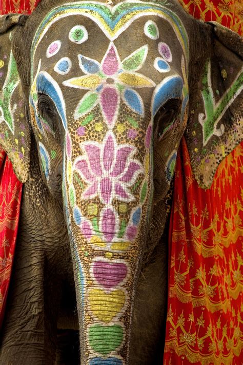 10 Things You Didn T Know About Wise Extraordinary Elephants Photos
