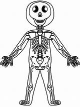 Skeletal System Drawing Human Body Getdrawings sketch template