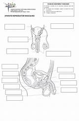 Reproductores Aparatos Anatomía Estructura sketch template