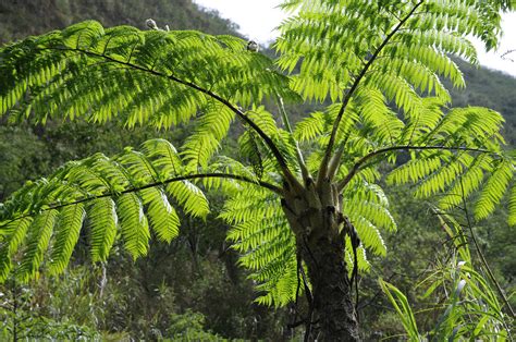 tree fern pinatubo pictures philippines  global geography