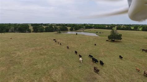 cattle  drone youtube