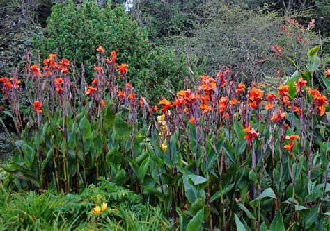 Photos Of Colombia Flowers Canna Indica