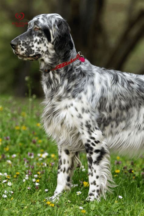 beautiful dog breeds unique dog breeds cute dogs breeds beautiful dogs english setter