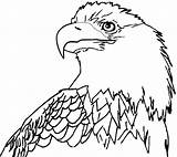 Eagle Coloring Bald Pages Eagles Printable Drawing Cartoon Realistic Line Clipart Philadelphia Book Cliparts Color Colouring Az Print Vector Kids sketch template