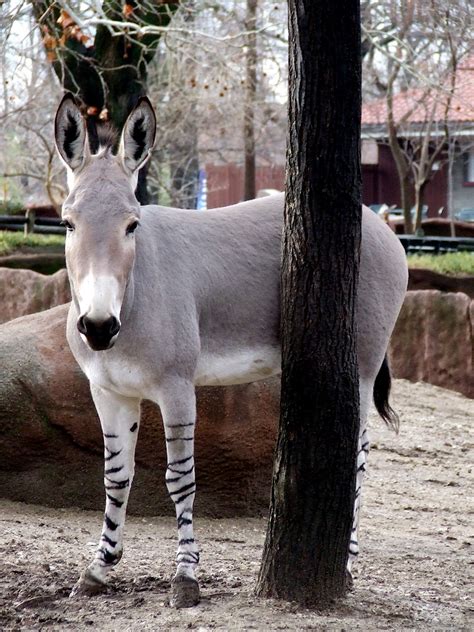 File African Wild Ass  Wikimedia Commons