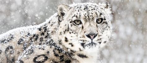 snow leopard animal facts panthera uncia   animals