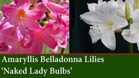 how to grow the belladonna lily or naked lady bulb youtube