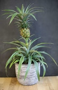 Afbeeldingsresultaten voor "leucandra Ananas". Grootte: 120 x 185. Bron: www.pinterest.at