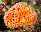Afbeeldingsresultaten voor "rissoa Porifera". Grootte: 138 x 106. Bron: mkalbrightzoology.weebly.com
