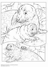 Foca Seehund Zeehond Malvorlage Kleurplaat Grigia Grauer Grijze Seal Kleurplaten Tekeningen Shark Educima Herunterladen Schulbilder Coloringhome sketch template