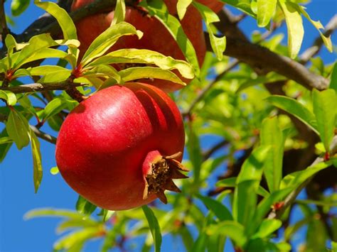 pomegranate fruiting reasons   fruit  pomegranate tree
