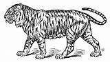 Tiger Coloring Vintage Drawing Line Clip Clipart Sweetclipart Getdrawings sketch template