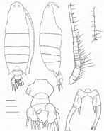 Afbeeldingsresultaten voor "labidocera Acutifrons". Grootte: 147 x 185. Bron: www.researchgate.net