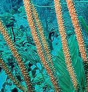 Afbeeldingsresultaten voor "Plexaurella Nutans". Grootte: 176 x 185. Bron: coralpedia.bio.warwick.ac.uk