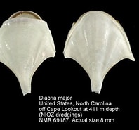 Afbeeldingsresultaten voor "diacria Maculata". Grootte: 198 x 185. Bron: www.marinespecies.org