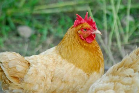 new to backyard chickens choose the best backyard