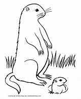 Groundhog Coloring Drawing Pages Hog Woodchuck Line Kids February Cliparts Ground Cartoon Clipart Sheets Drawings Silhouette Clip Groundhogs Getdrawings Holiday sketch template