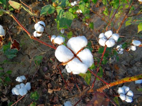 truth  organic cotton   worth  money    buying