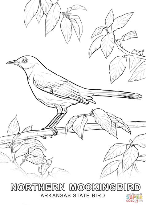 gambar arkansas state bird coloring page  printable pages click