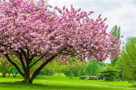 big  cherry trees  based  species  practical planter