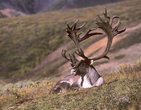 barren ground caribou bull pentax user photo gallery