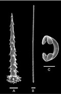 Afbeeldingsresultaten voor "hymedesmia Pilata". Grootte: 120 x 185. Bron: www.researchgate.net