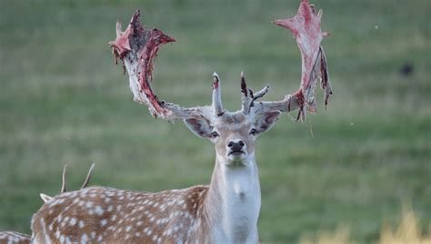 deer shedding velvet  painful    part  antler life