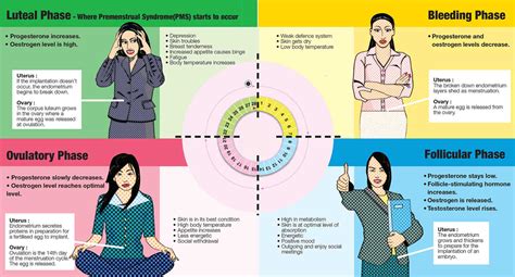 image result for menstrual cycle phases menstrual cycle phases