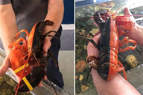 rare  toned red  black maine lobster     million