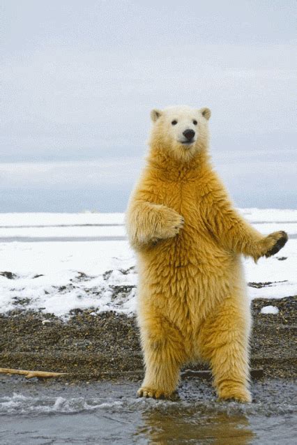 aint no party like a polar bear party polarbear dance party discover and share s
