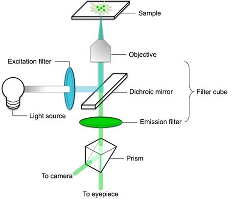 fluorescence microscopy  magic  fluorophores  filters