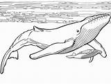Whale Coloring Pages Print sketch template