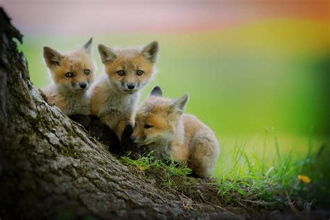 trio of fox kits photograph by everet regal