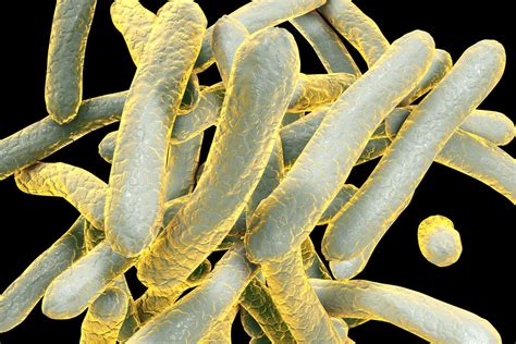 hiv drives evolution  tuberculosis bacterium cosmos magazine