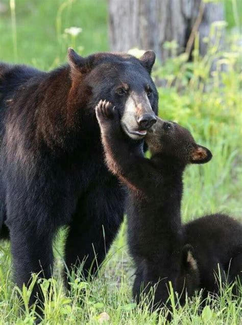 Mama Black Bear Getting Affection From Her Cubs Bear Pictures Cute